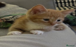 Mixed Breed cats for sale: Male ginger and white male  - Image 1