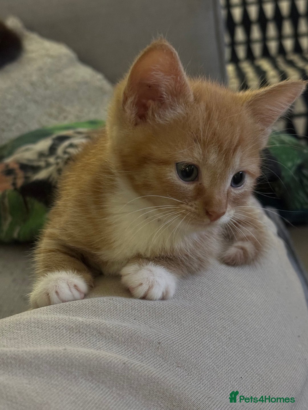 Mixed Breed cats for sale: Male ginger and white male  - Image 1