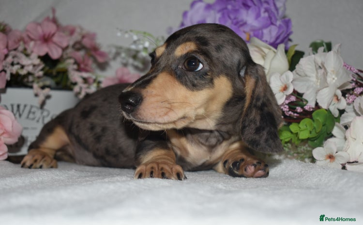 Miniature Dachshund dogs - Advert 10
