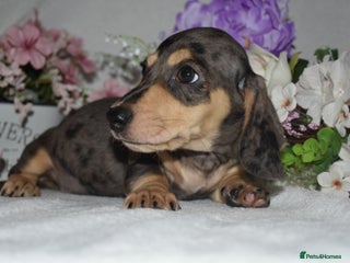 Miniature Dachshund dogs - Advert 7