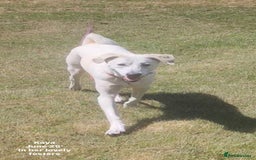 Mixed Breed dogs for adoption: Kaya, 2 years approx. Available for adoption. in Brixham - Image 13