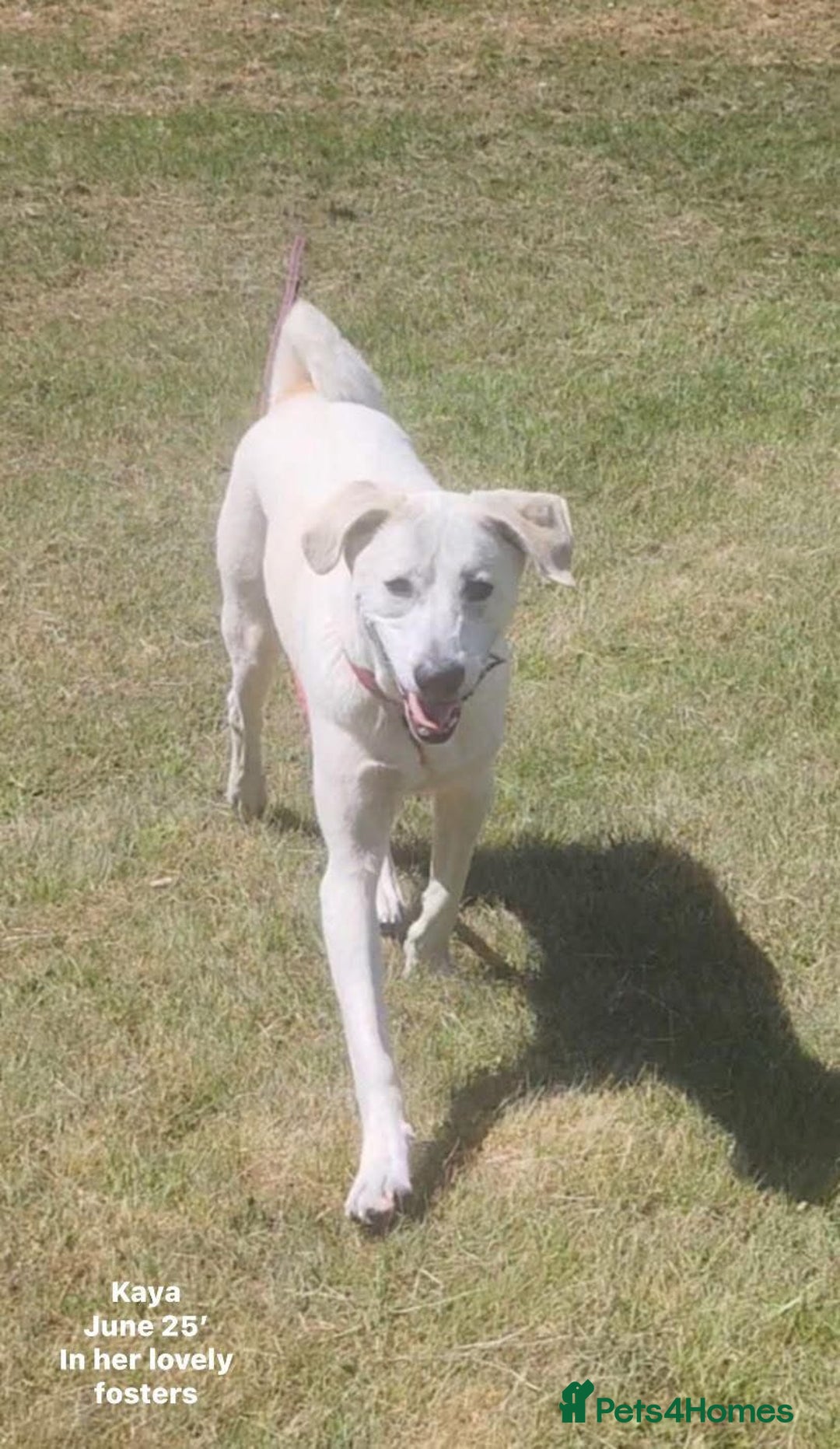 Mixed Breed dogs for adoption: Kaya, 2 years approx. Available for adoption. in Brixham - Image 13