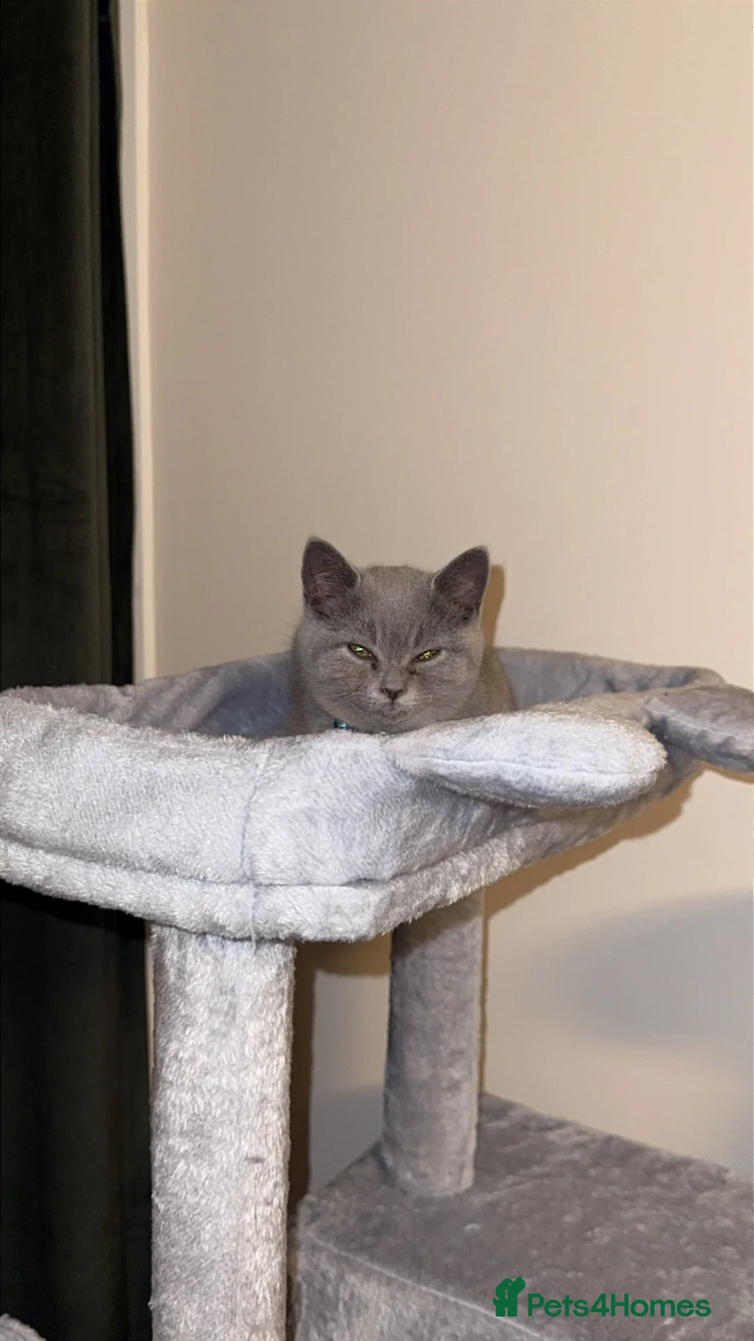British Shorthair cats for sale: British Shorthair Male Kitten + Accessories in Glasgow - Advert 4