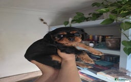 Cavalier King Charles Spaniel dogs for sale: Cavalier King Charles puppy girls - Image 5