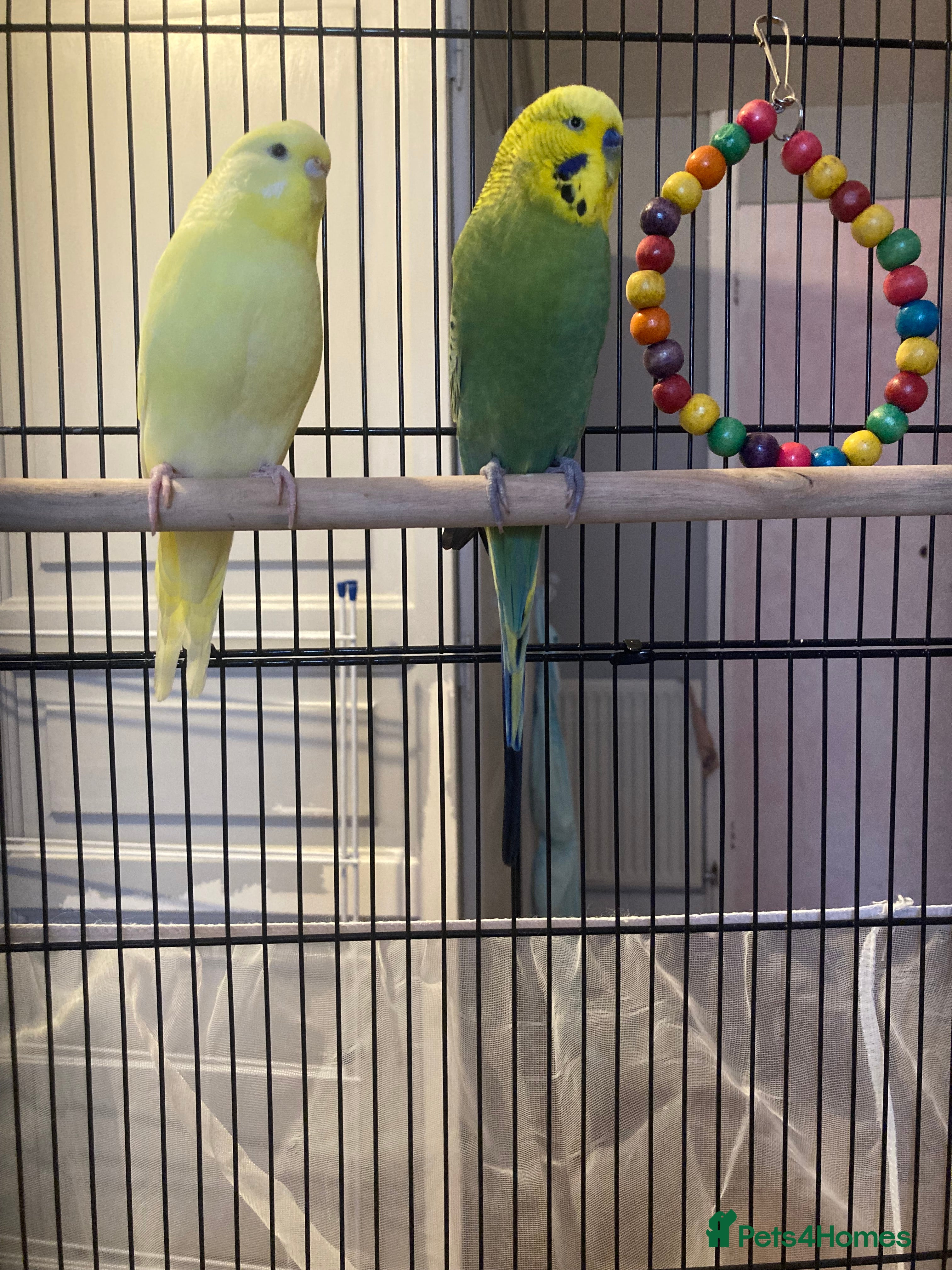 Budgerigars birds 1 female and 1 boy budgie for sale  - Advert 6