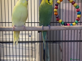 Budgerigars birds 1 female and 1 boy budgie for sale - Advert 18