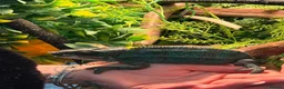 Chameleon reptiles for sale: Nosy B Cameleon - Advert 6