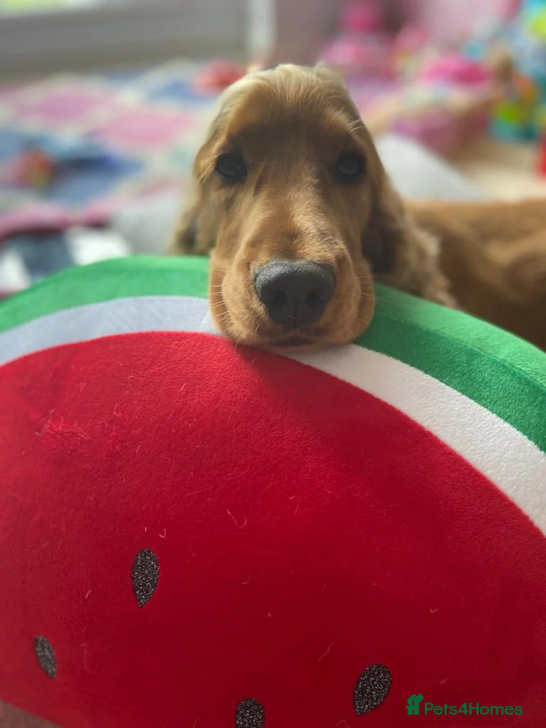 Cocker Spaniel dogs for stud: Cocker Spaniel For Stud in Liverpool - Advert 10