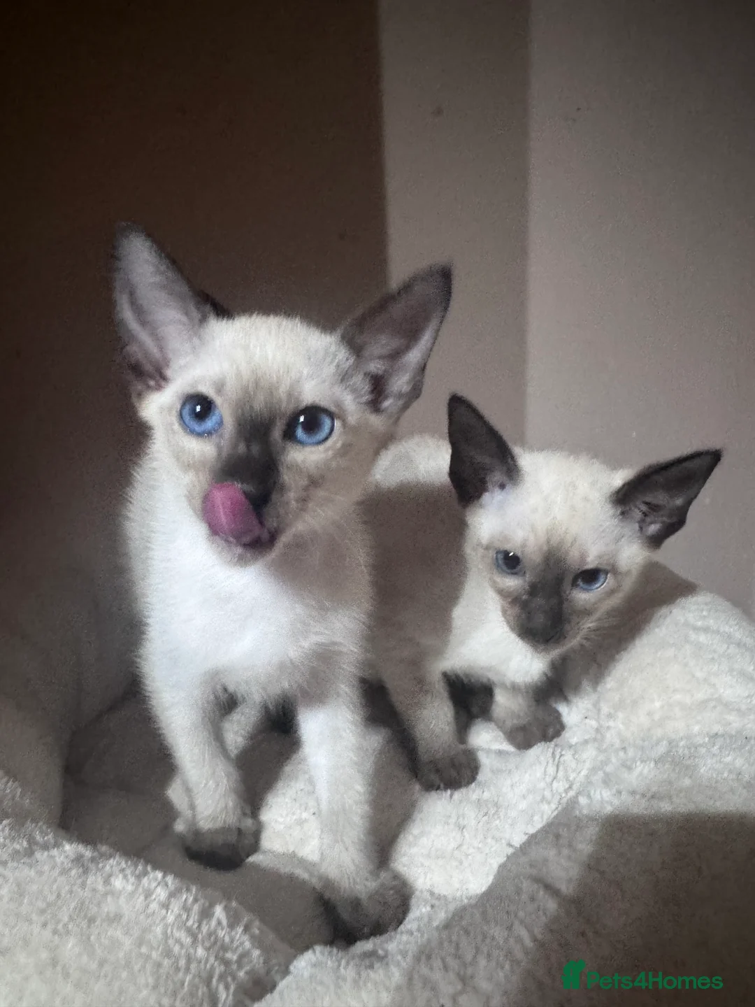 Siamese cats for sale: 2 affectionate female kittens available  - Advert 4