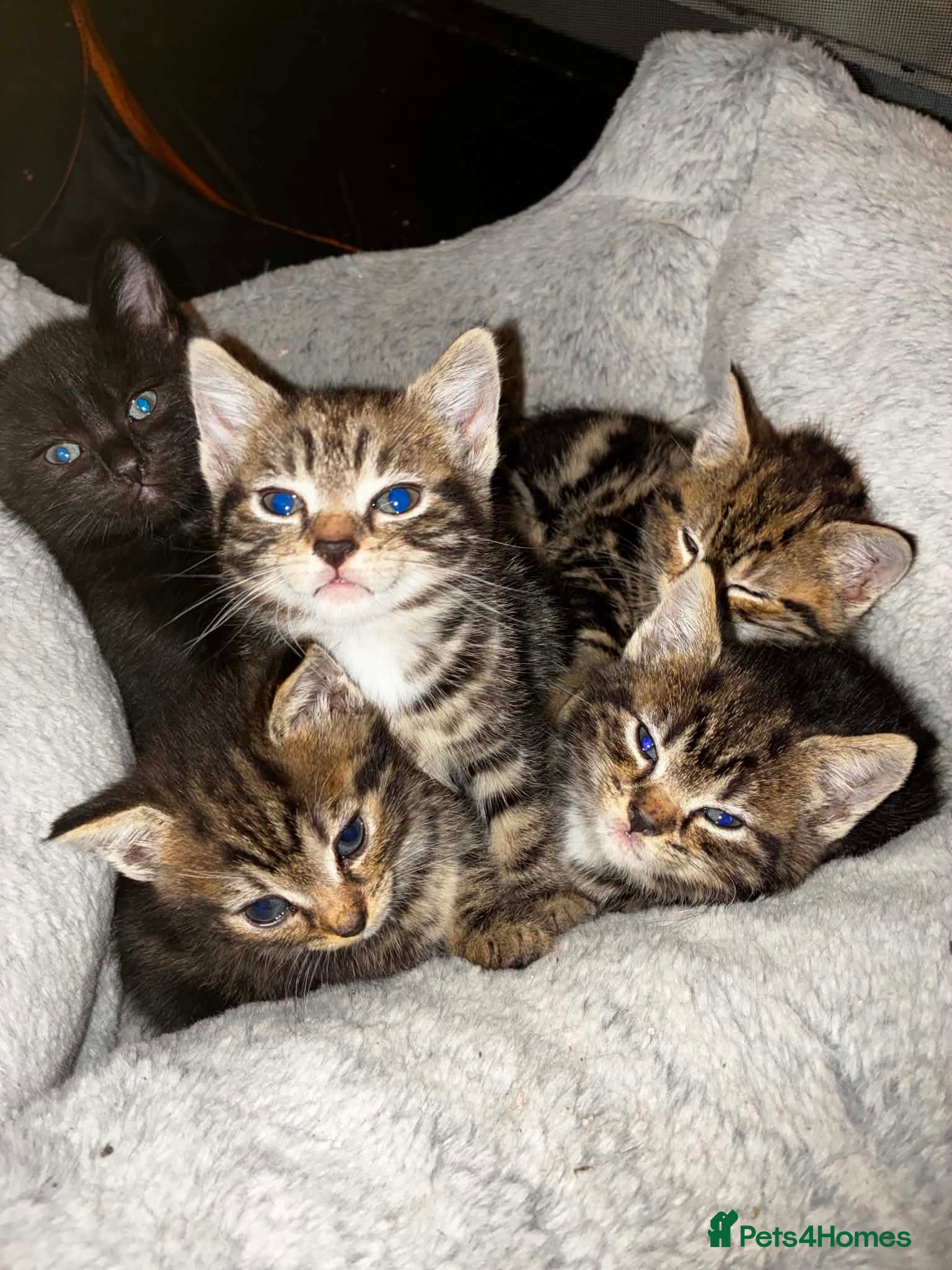 Mixed Breed cats 7 Beautiful Tabby Kittens - Advert 1