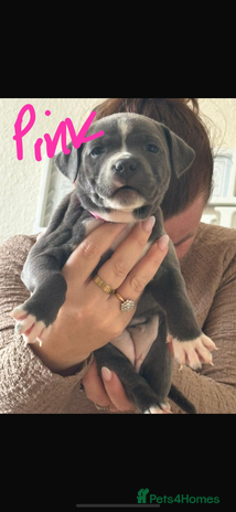 Staffordshire Bull Terrier dogs - Advert 10
