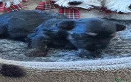 Havanese dogs for sale: Havanese Puppies For Sale - Advert 5