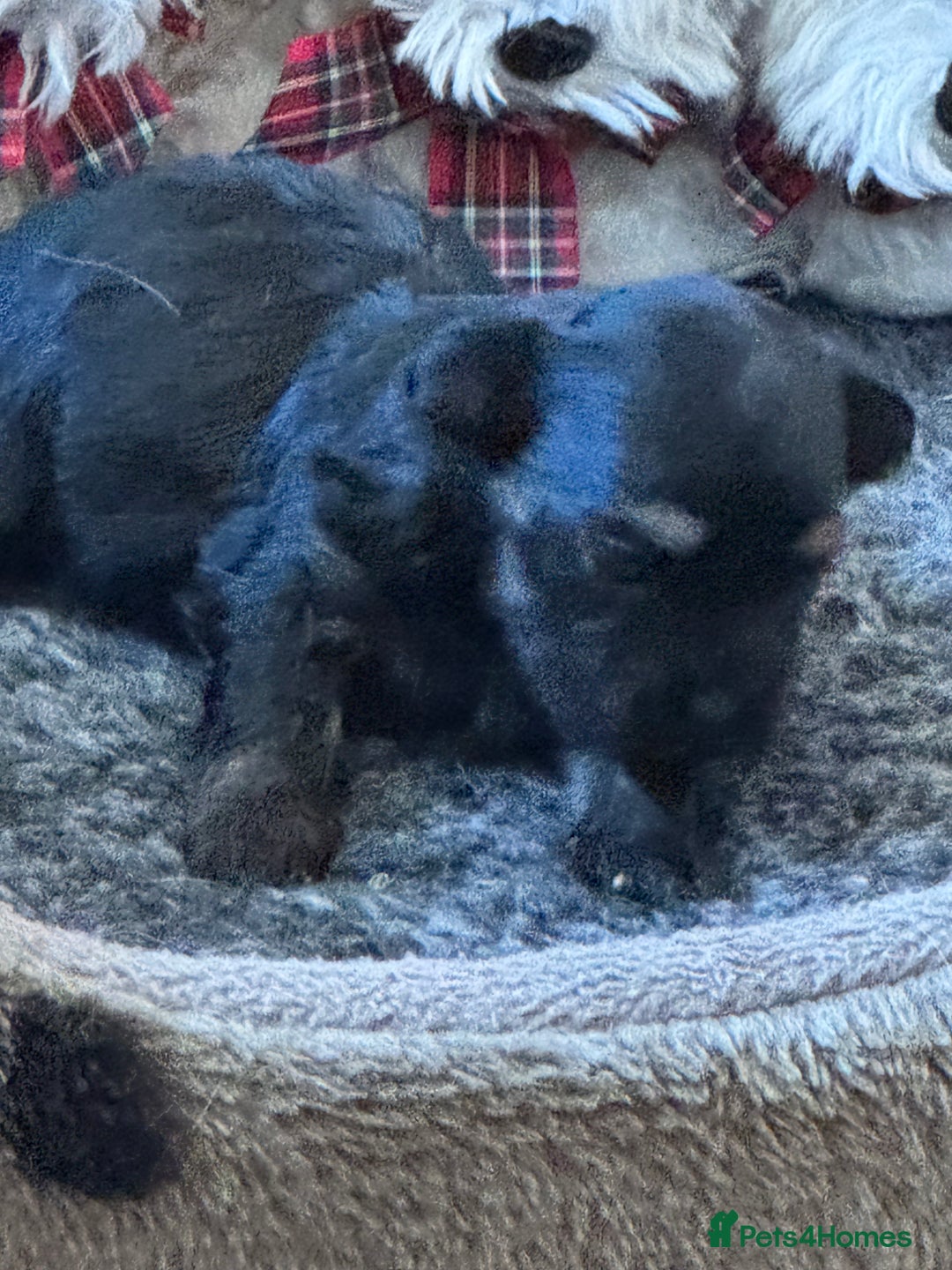 Havanese dogs for sale: Havanese Puppies For Sale - Advert 5