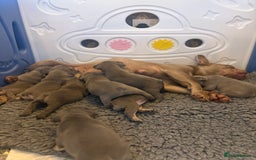 French Bulldog dogs for sale: Pedigree Frenchies - New Shade Isabella’s & Lilacs - Image 25