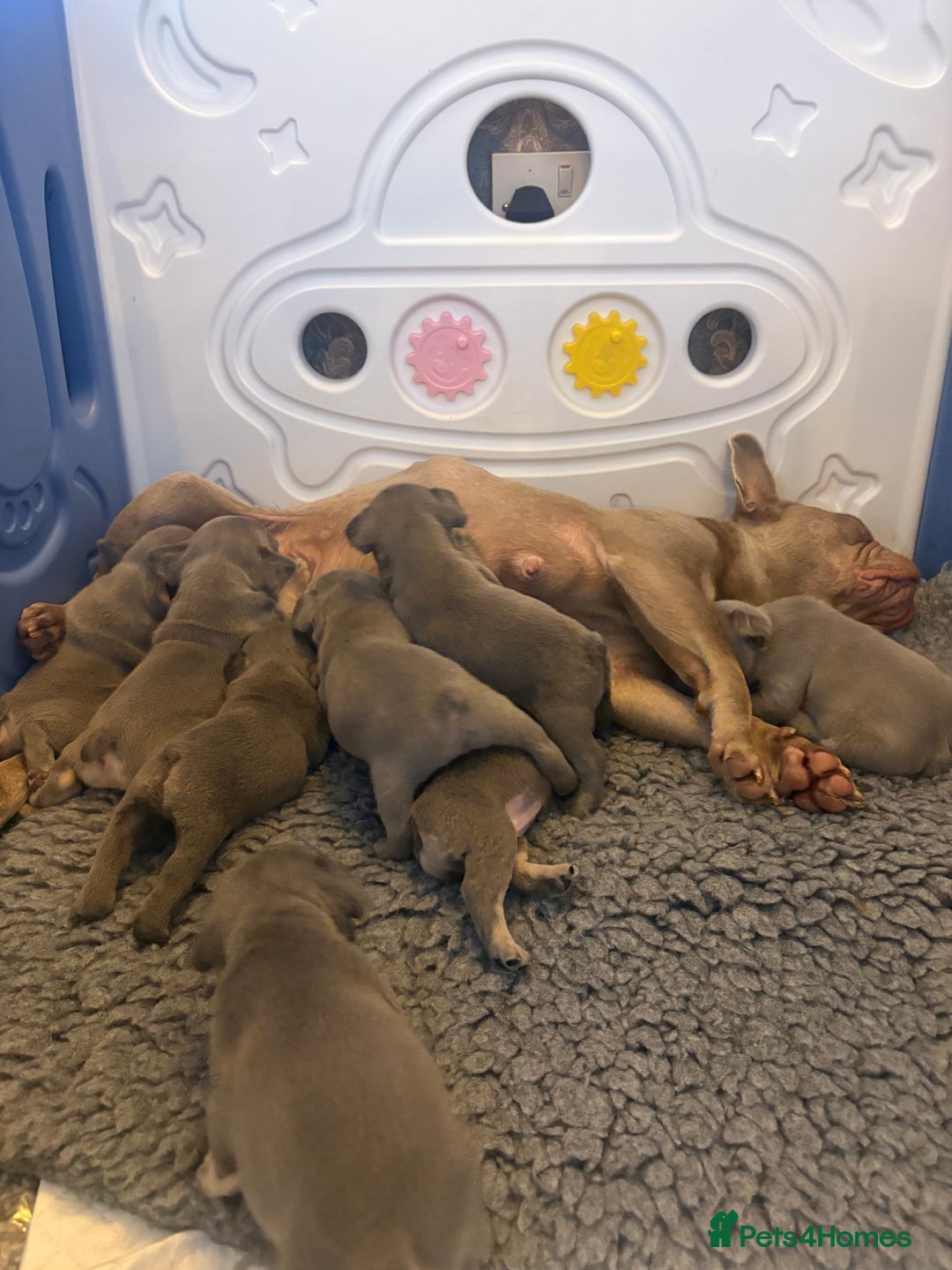 French Bulldog dogs for sale: Pedigree Frenchies - New Shade Isabella’s & Lilacs - Image 25