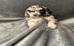 Cockapoo dogs for sale: STUNNING F1 Show Cockapoo Puppies  - Image 8