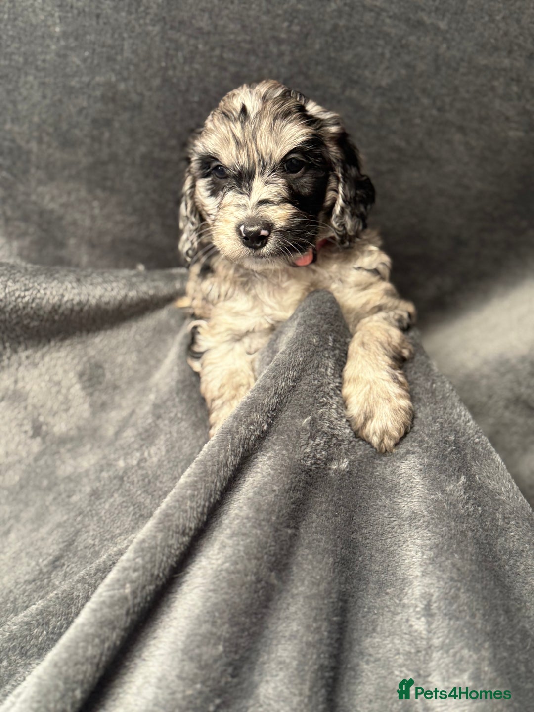 Cockapoo dogs for sale: STUNNING F1 Show Cockapoo Puppies  - Image 8