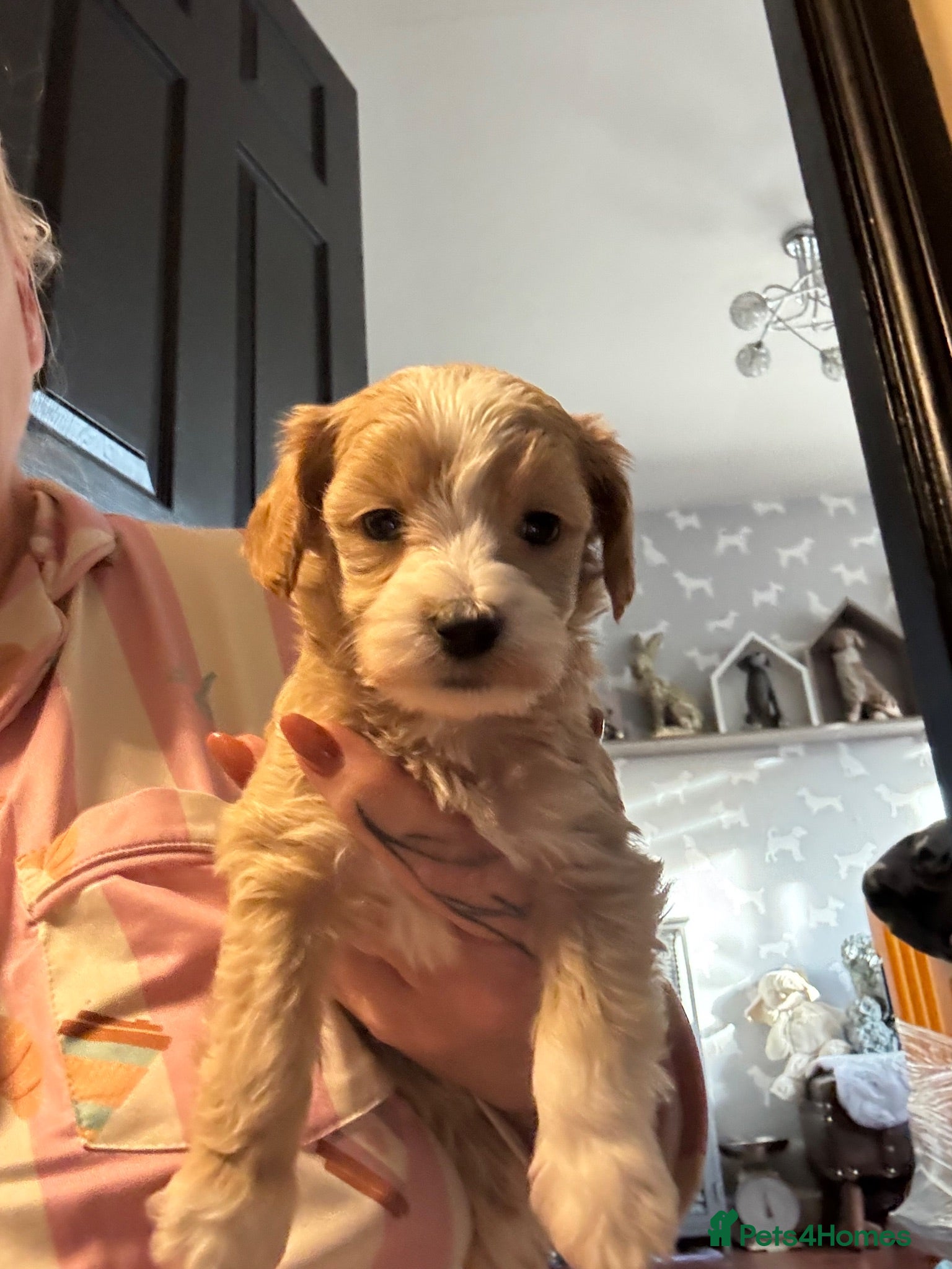Maltipoo dogs Teddy bear maltipoo puppies  - Advert 2