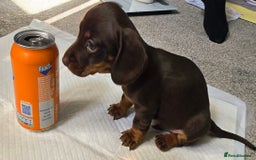 Dachshund dogs for sale: Miniture smooth haired dachshund - Image 11