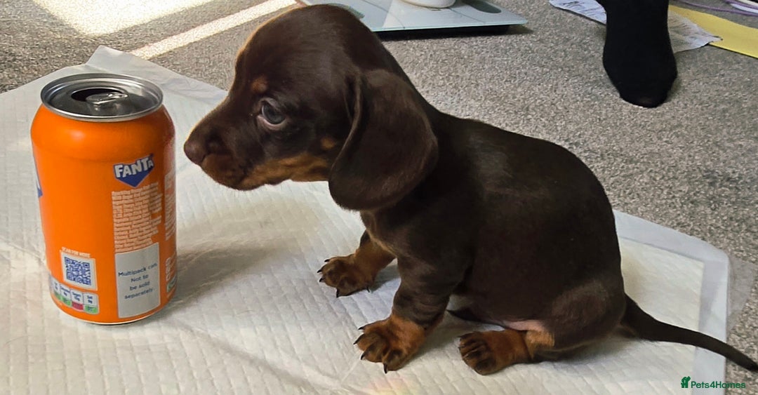Dachshund dogs for sale: Miniture smooth haired dachshund - Image 11