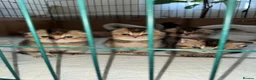 Scottish Fold cats for sale: Scottish fold and British shorthair kittens - Advert 25