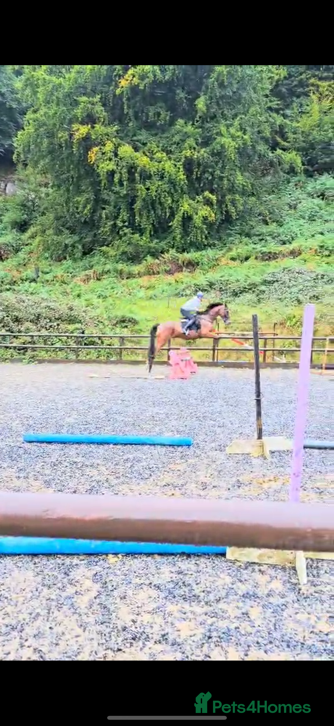 Irish Thoroughbred horses for sale: Arch captain  - Image 4