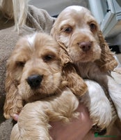 Cocker Spaniel dogs Show Type KC Reg Health Tested Cocker Spaniels - Advert 3