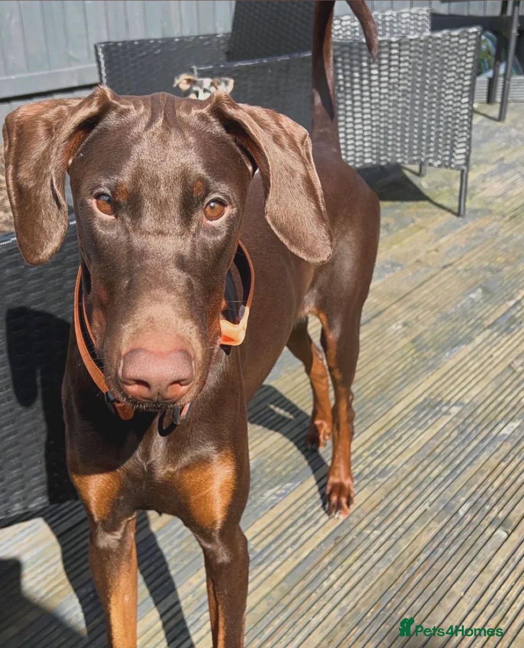 Dobermann dogs for sale: Dobermann puppies due in 2 weeks  - Advert 1