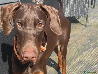 Dobermann dogs Dobermann puppies due in 2 weeks - Advert 1