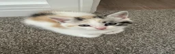 Mixed Breed cats for sale: Persian Cross Kittens 🐾🩵🩵🩵🩷 - Advert 17