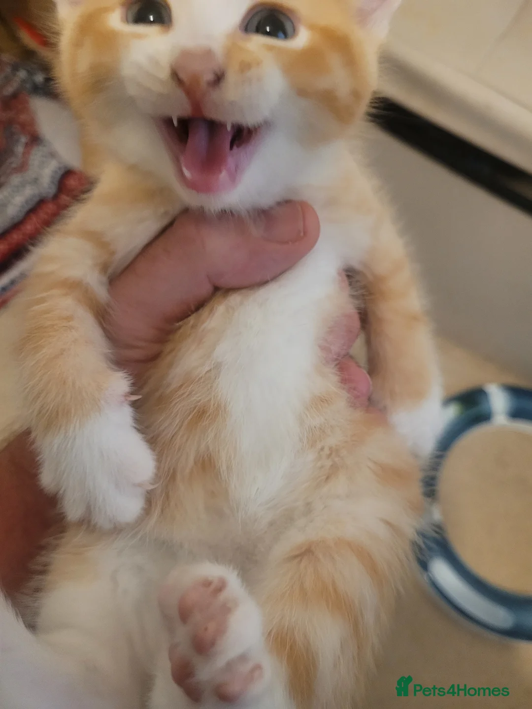 Mixed Breed cats for sale: 4 cute, playful kittens for sale - Advert 2