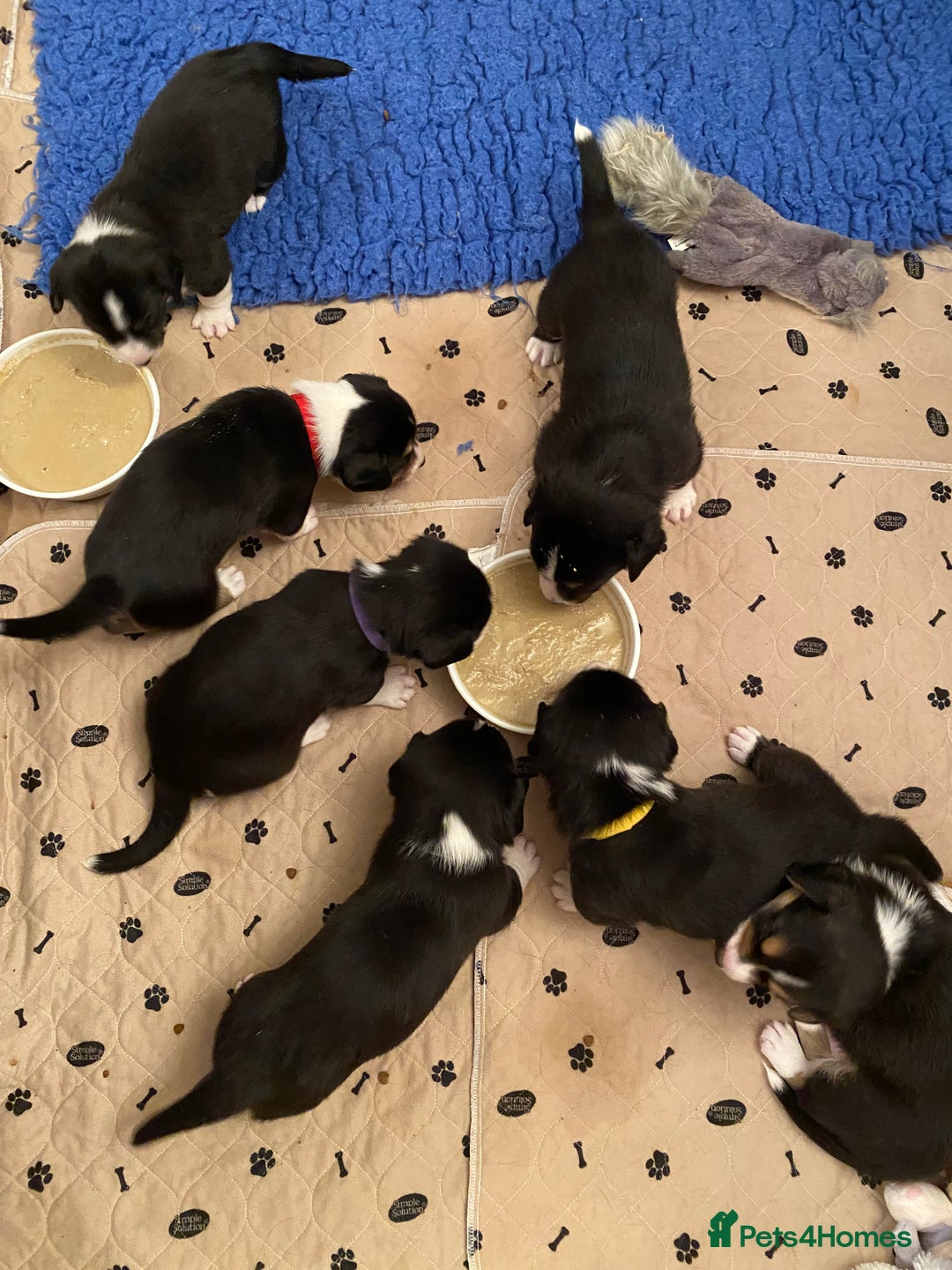 Welsh Corgi Cardigan dogs for sale: WELSH CARDIGAN CORGI BABIES - Advert 26