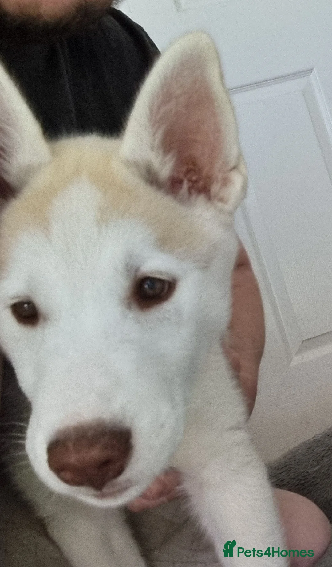 Siberian Husky dogs for sale: Husky puppy - Advert 3