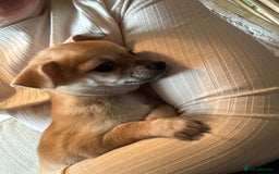 Chihuahua dogs for sale: 2 male puppies Ready to go  - Image 9