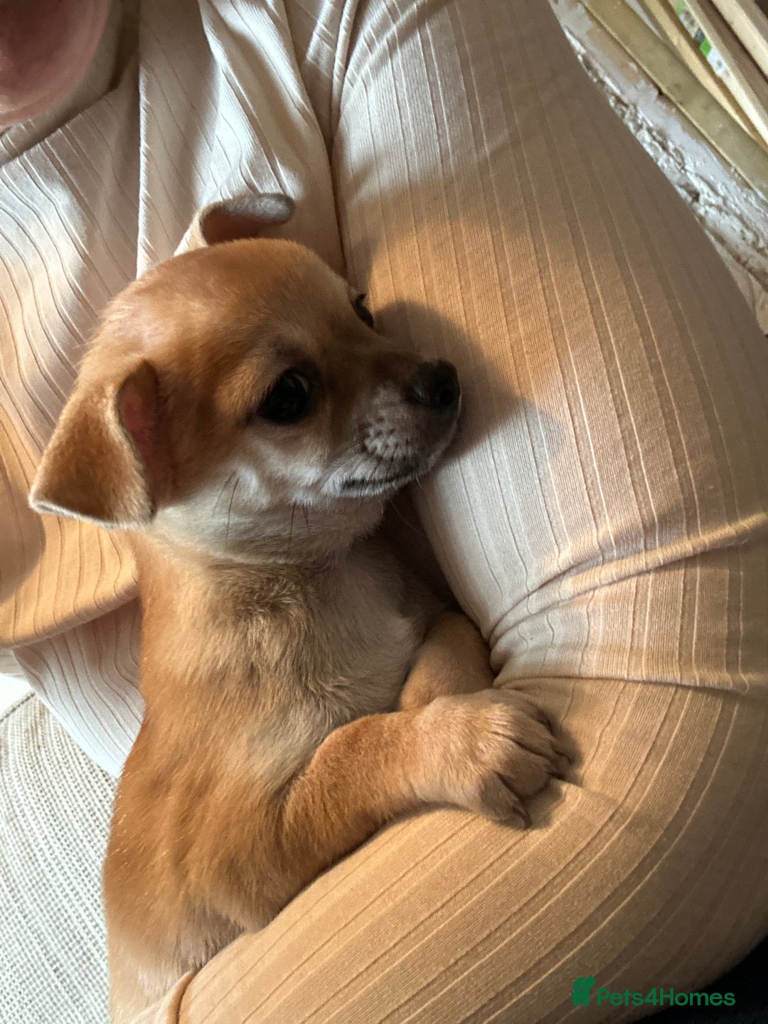Chihuahua dogs for sale: 2 male puppies Ready to go  - Image 9