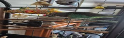 Parakeets birds for sale: Myers Parakeet in Warminster - Advert 4
