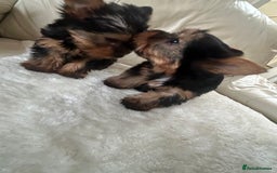 Yorkshire Terrier dogs for sale: Miniature full breed Yorkshire terriers  - Image 6