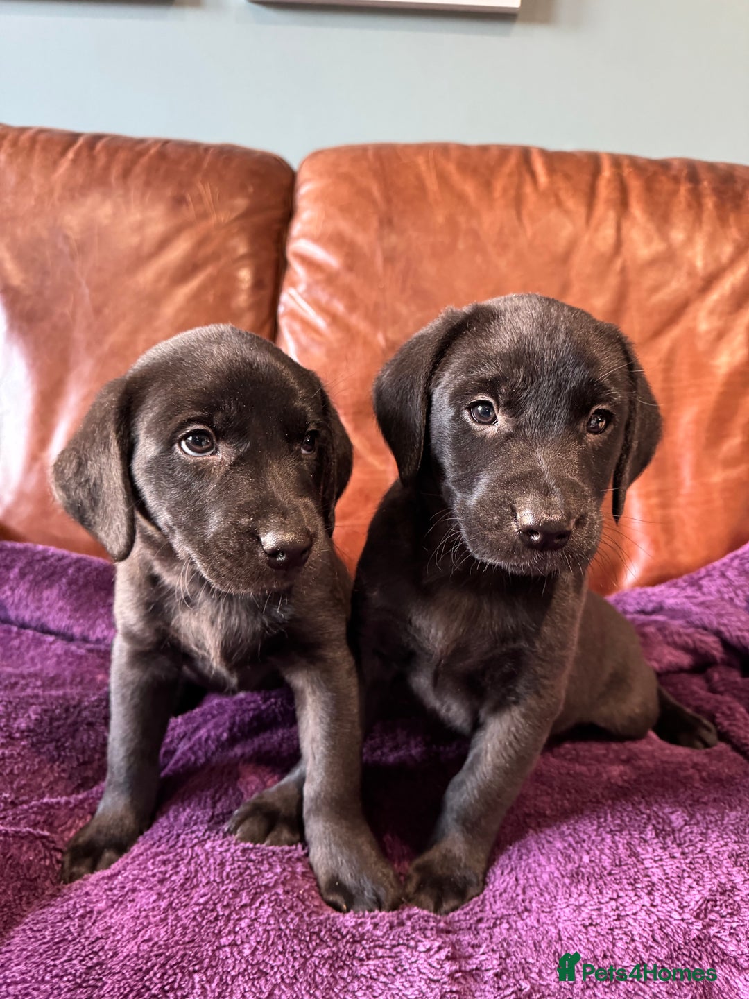 Labrador Retriever dogs for sale: Black Labrador Puppies, 5* Licensed Breeder - Advert 1
