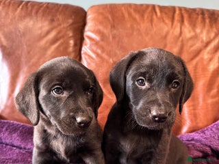 Labrador Retriever dogs Black Labrador Puppies, 5* Licensed Breeder - Advert 6