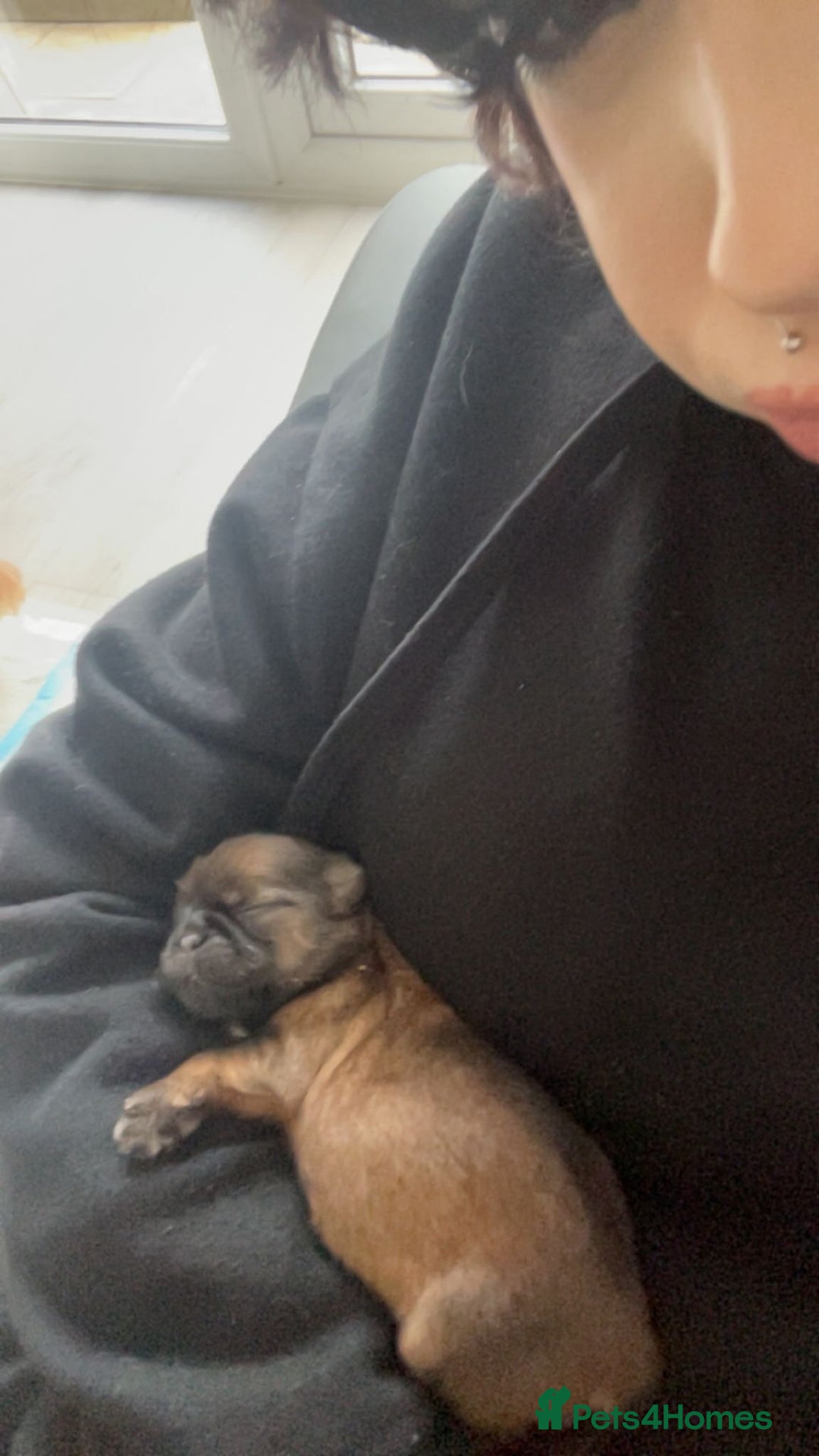 Shih Tzu dogs for sale: Beautiful Shih Tzu Pups - Image 12