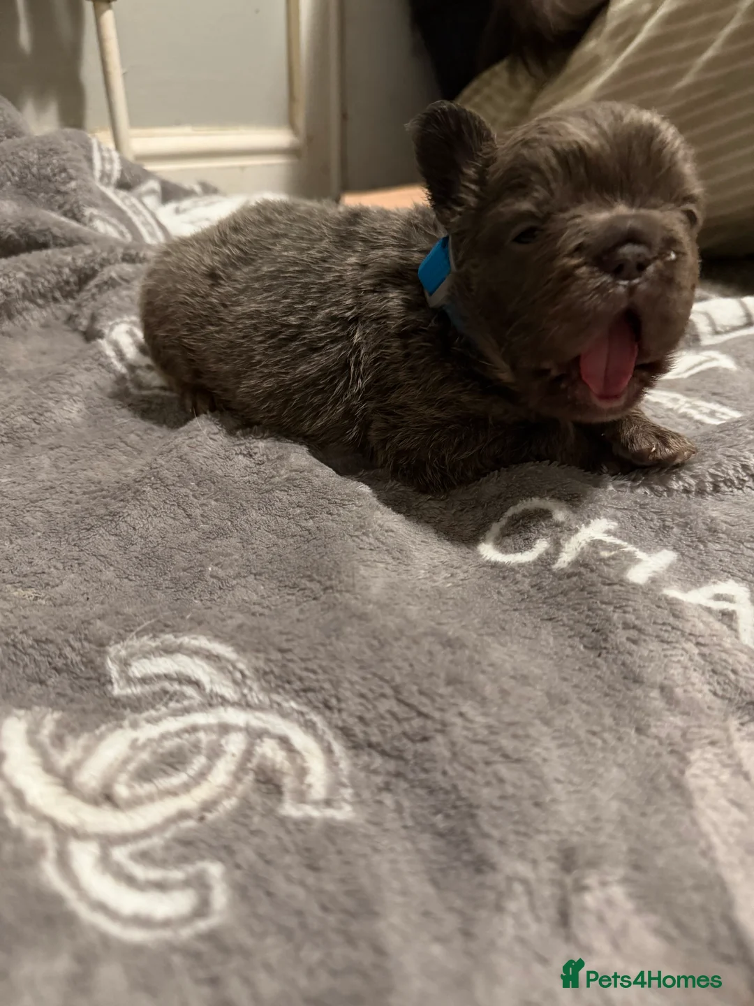 French Bulldog dogs for sale: French bulldogs  - Advert 6