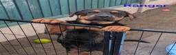 Mixed Breed dogs for sale: German Shepherd Cross Puppies  - Advert 9