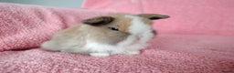 Mini Lop rabbits for sale: Baby mini lops for sale  - Advert 1