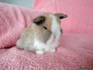 Mini Lop rabbits Baby mini lops for sale - Advert 2