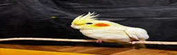 Cockatiels birds for sale: Beautiful hand-tame lutino Cockatiel  in Westbury - Advert 17