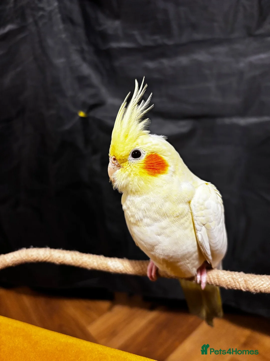 Cockatiels birds for sale: Beautiful hand-tame lutino Cockatiel  in Westbury - Advert 17