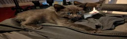 Mixed Breed cats for sale: Well rounded sisters ❤️ - Advert 19