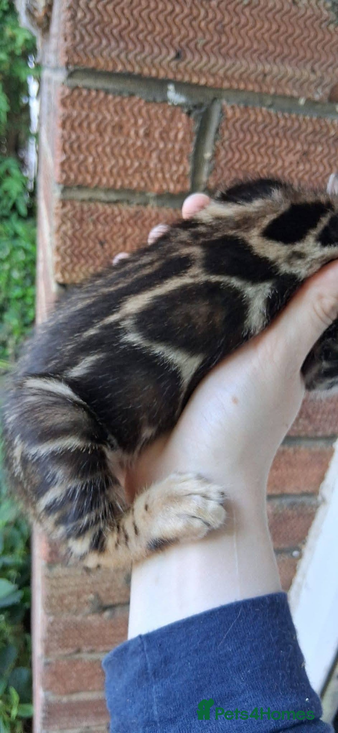 Bengal cats for sale: Brown Clouded Top Quality Bengals - Image 1