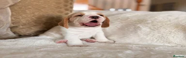 Beagle 4 ( tan & white female ) 