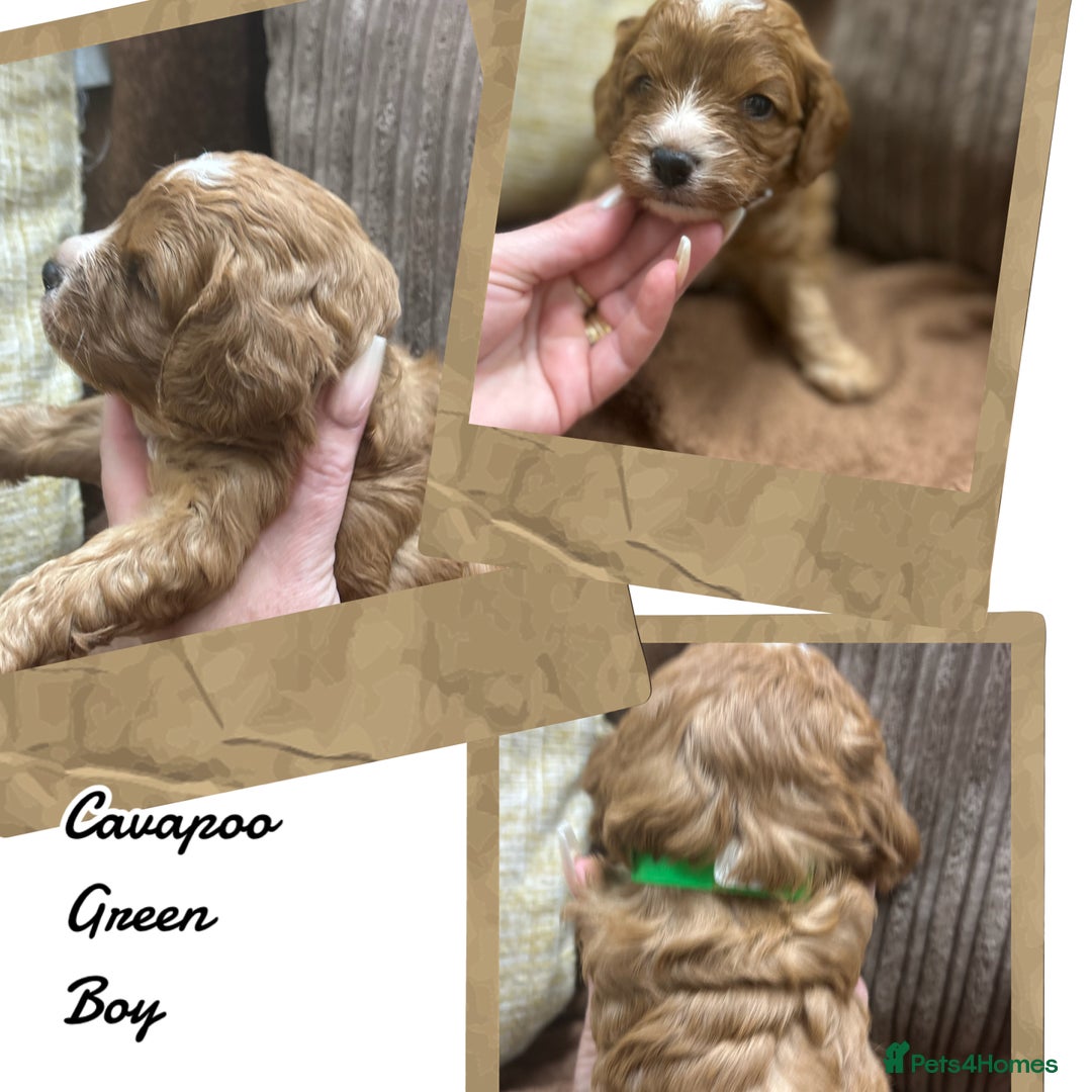 Cavapoo dogs for sale: Beautiful fully DNA tested Cavapoo's  - Image 2